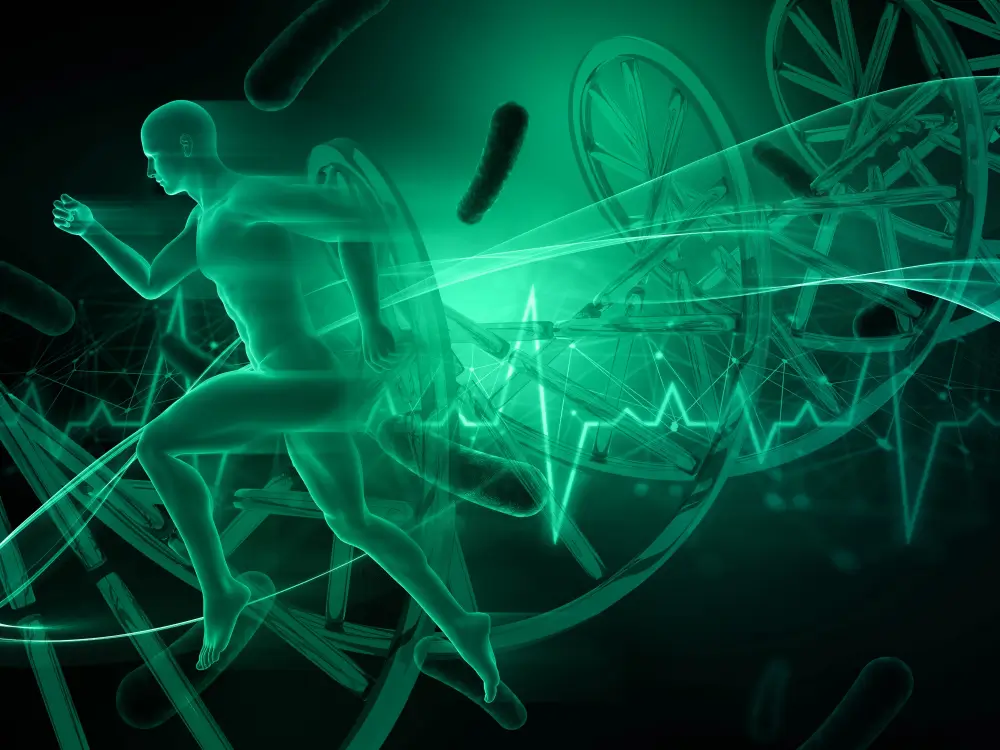 Représentation colorée du microbiote intestinal chez un sportif en activité